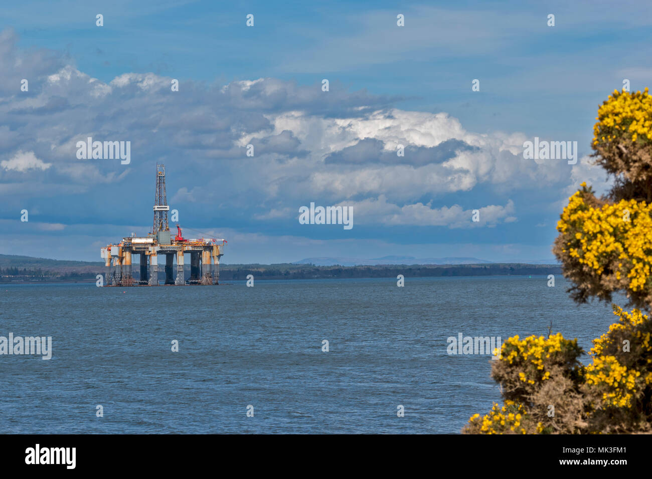 CROMARTY FIRTH SCOTLAND  OIL PLATFORM OR DECOMMISSIONED OIL RIG LYING OFF INVERGORDON AND YELLOW GORSE FLOWERS Stock Photo