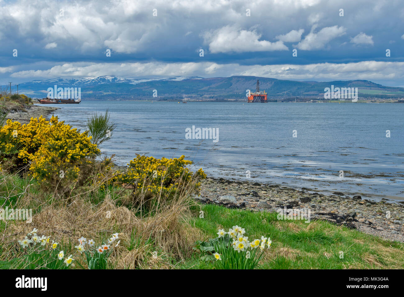 CROMARTY FIRTH SCOTLAND ONE DECOMMISSIONED OIL RIG UNDERGOING REPAIR LYING OFF INVERGORDON WITH SPRING DAFFODILS ON THE SHORE Stock Photo