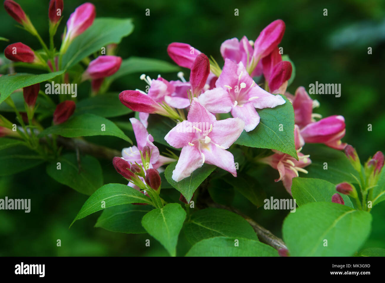 Flowers of Weigela hortensis or Kolkwitzia amabilis in a garden Stock