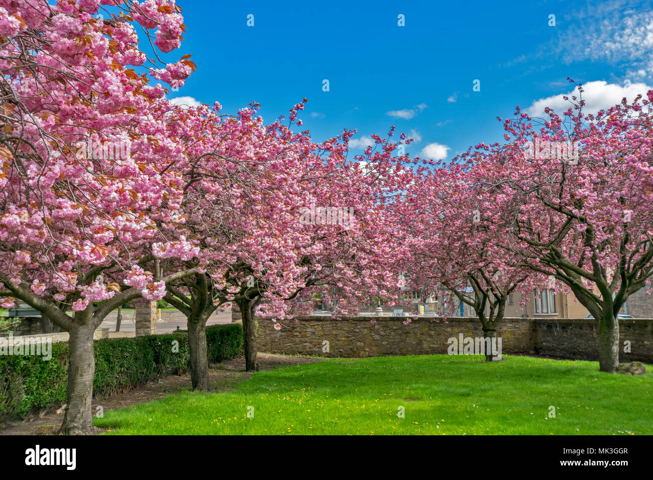 DR GRAYS HOSPITAL ELGIN MORAY SCOTLAND IN SPRING WITH TREES IN THE GROUNDS COVERED IN PINK  BLOSSOM Stock Photo