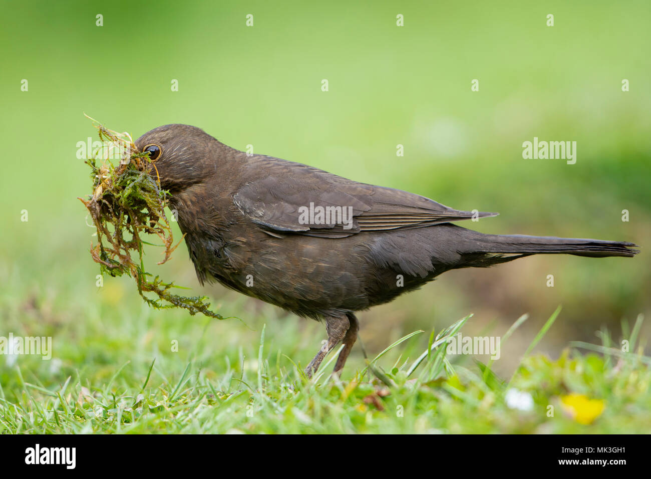 A female Blackbird (Turuds merula) with a beak full of nesting material gather from garden pond edge, Hastings, East Sussex, England, UK Stock Photo