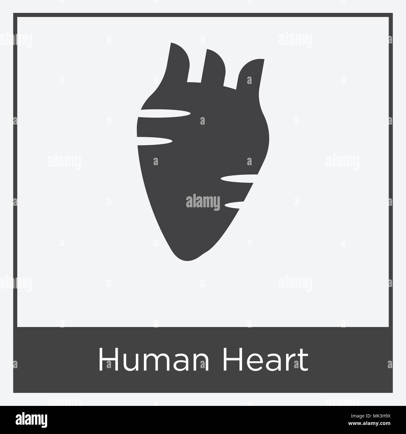 Human Heart icon isolated on white background with gray frame, sign and ...