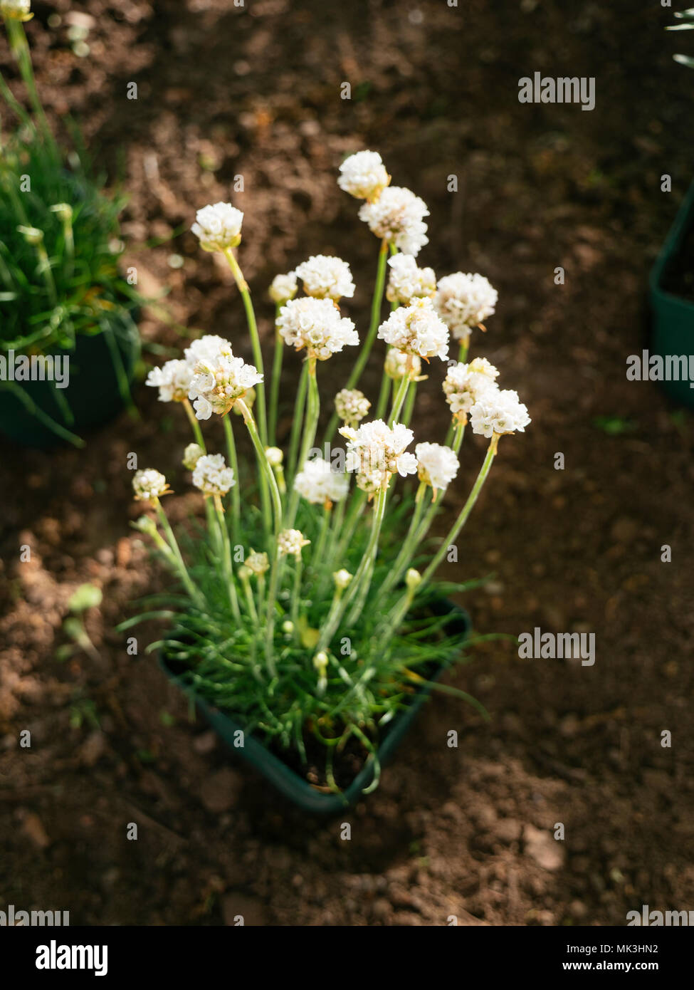 Armeria maritima in a pot to be being planted in a border. Stock Photo