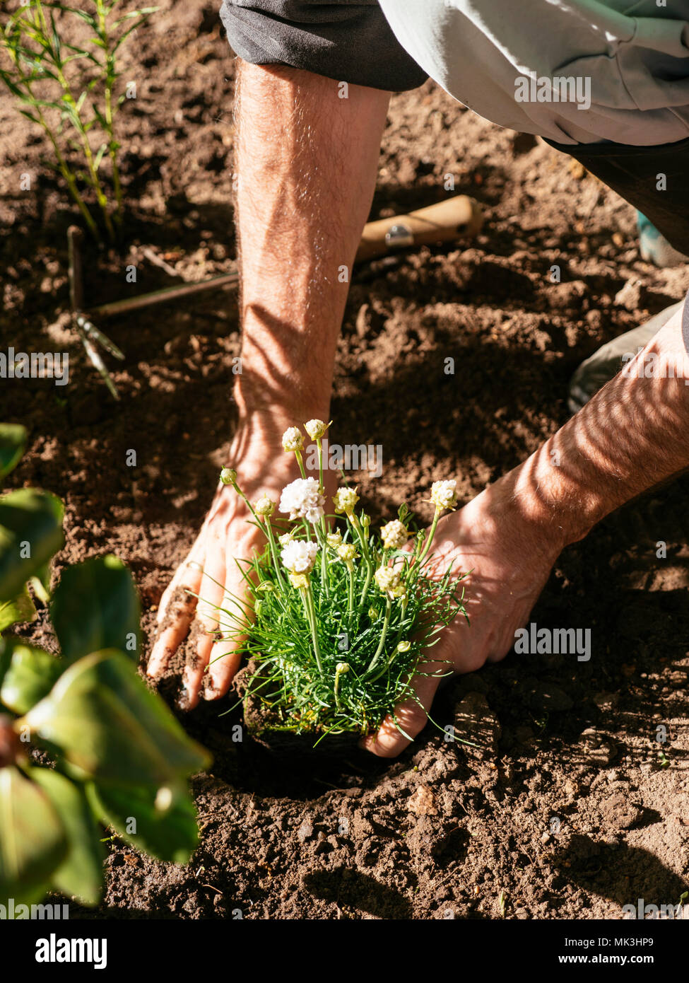 Gardener planting Armeria maritima in a border. Stock Photo