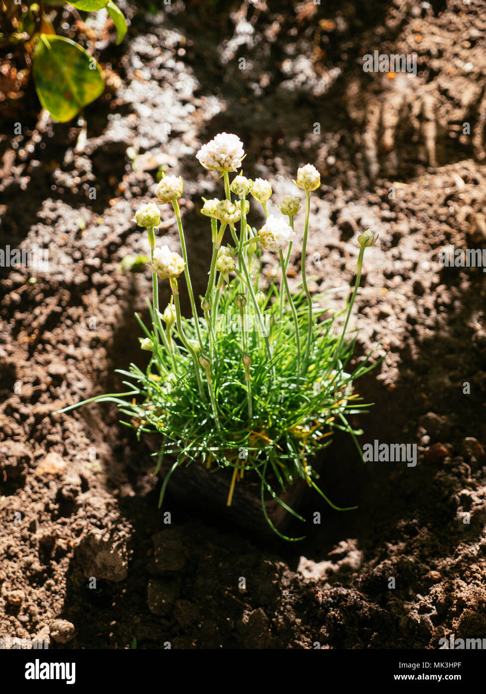 Armeria maritima being planted in a border. Stock Photo
