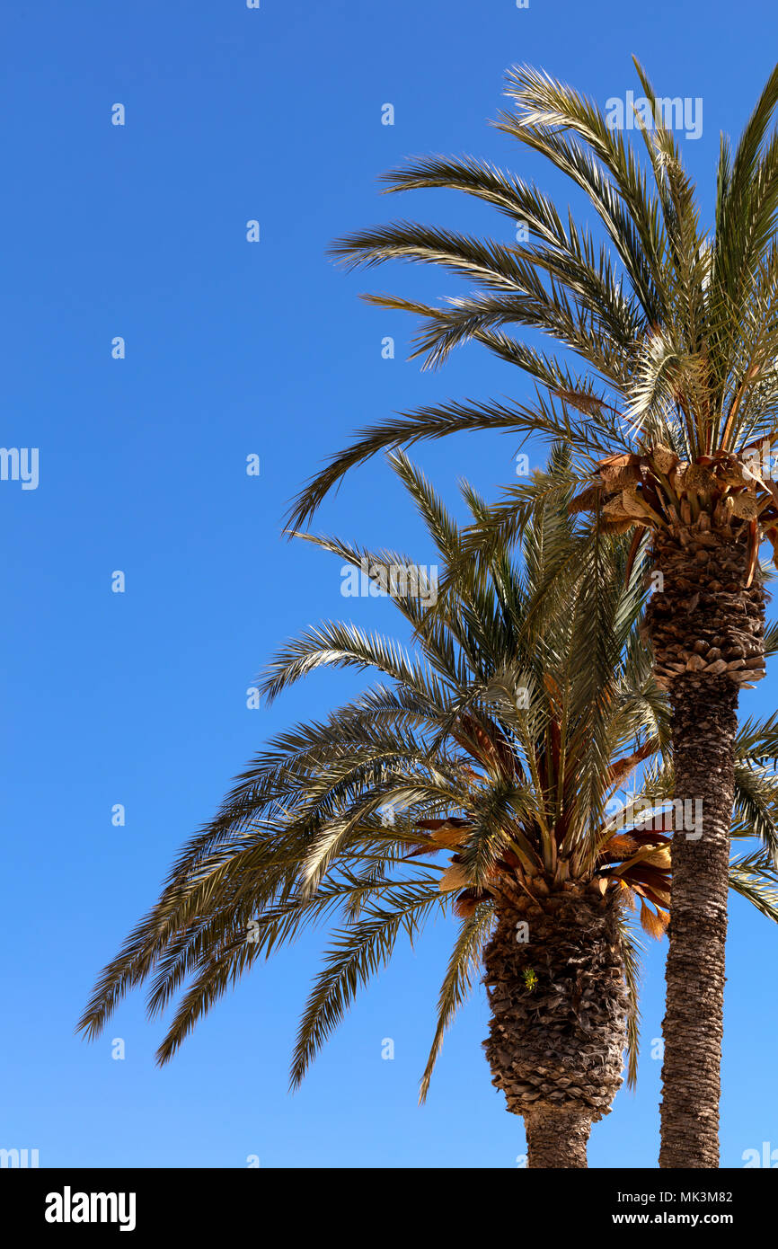 palm trees in the mediterranean sea under blue sky, free space for ...