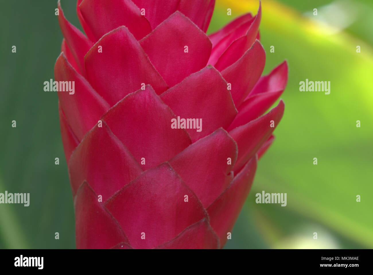 Close-up photo of a red ginger flower on Maui. Stock Photo
