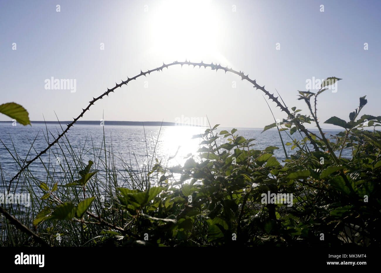 Seascape with wild plant and thorny branches in foreground and sun on horizon and sea in the background Stock Photo