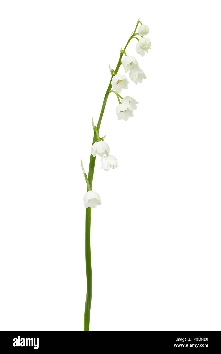 Lily of the valley - flowers isolated on white background Stock Photo ...