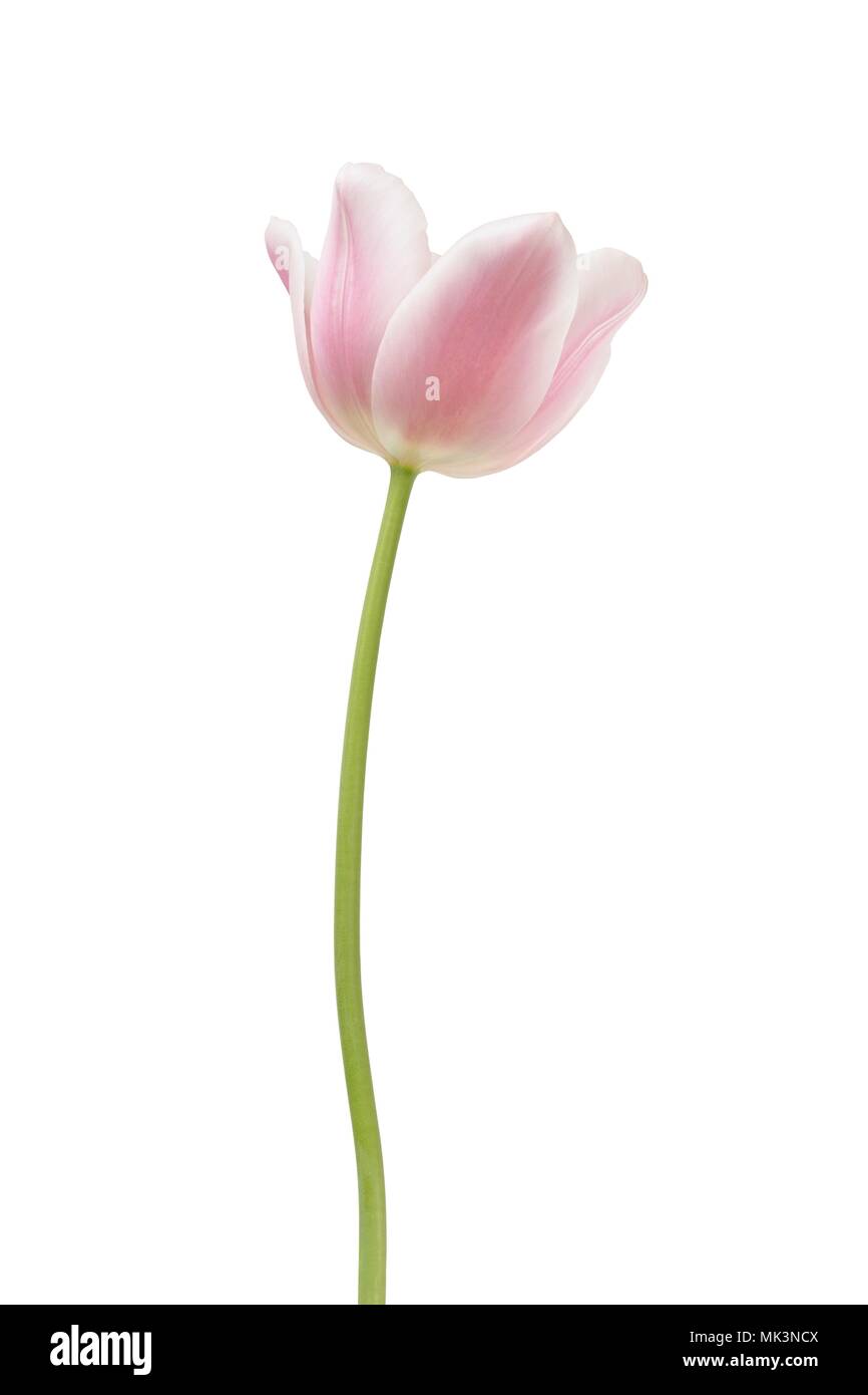 Pink tulip isolated on white background Stock Photo - Alamy