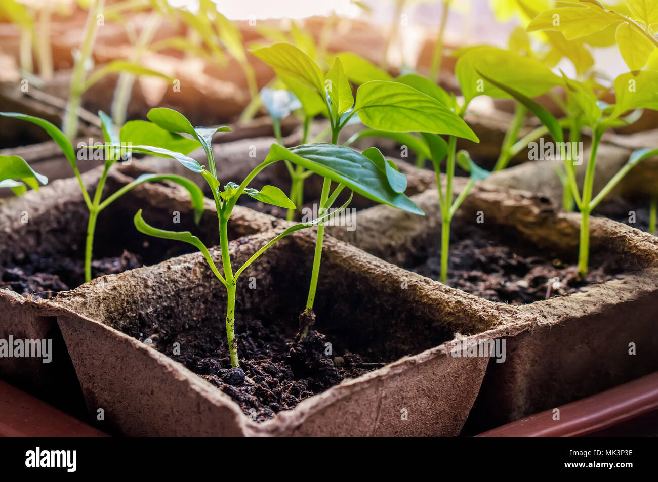 Sweet pepper seedlings hires stock photography and images Alamy