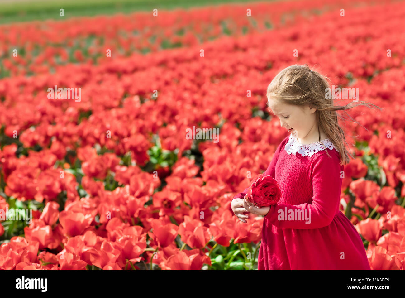 Child In Red Flower Field Poppy And Tulip Flowers Garden Little Dutch Girl In Tulips Farm In Holland Blooming Poppy Flowers For Remembrance Day Ki Stock Photo Alamy