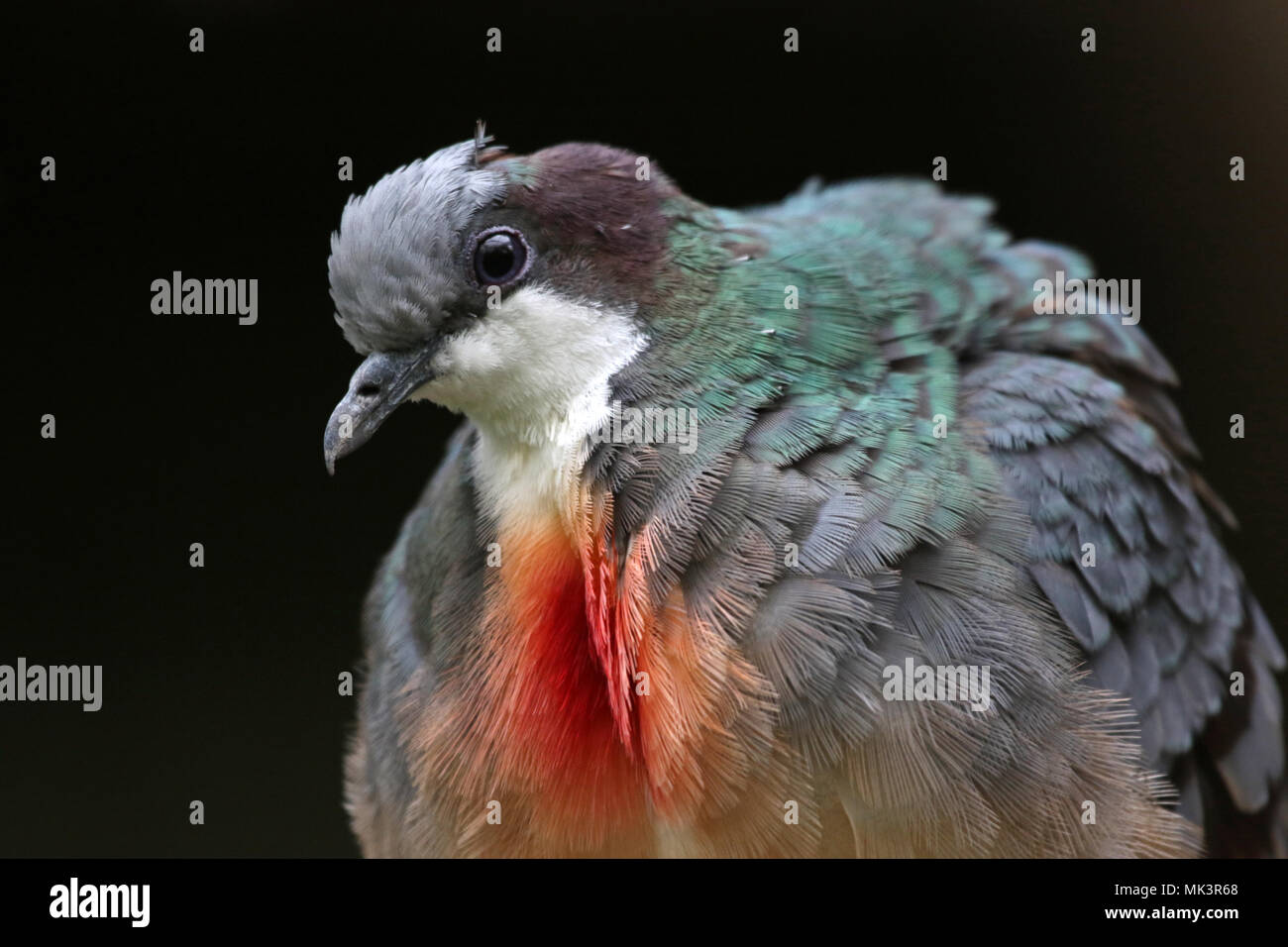 A closeup of a Luzon BleedingHeart Dove (Gallicolumba luzonica Stock Photo Alamy