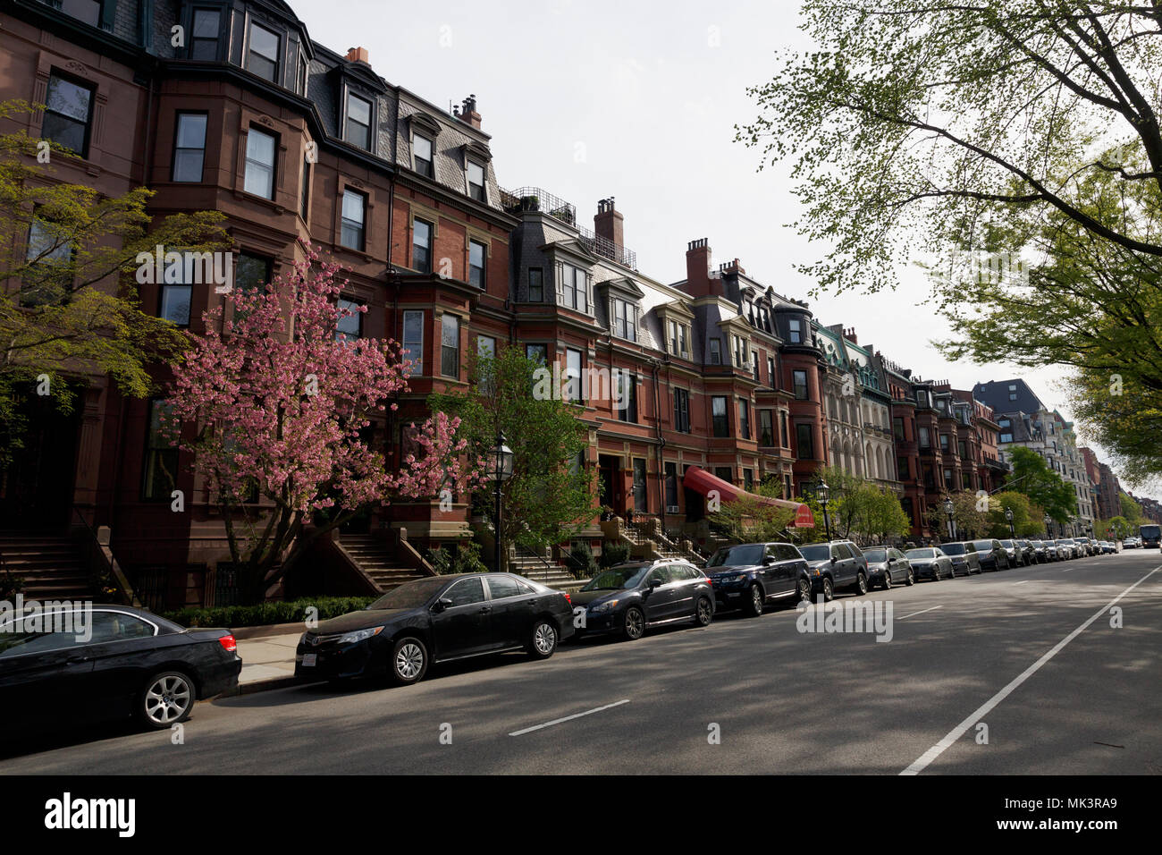Apartment Buildings flowering trees Commonwealth Avenue Back Bay Boston