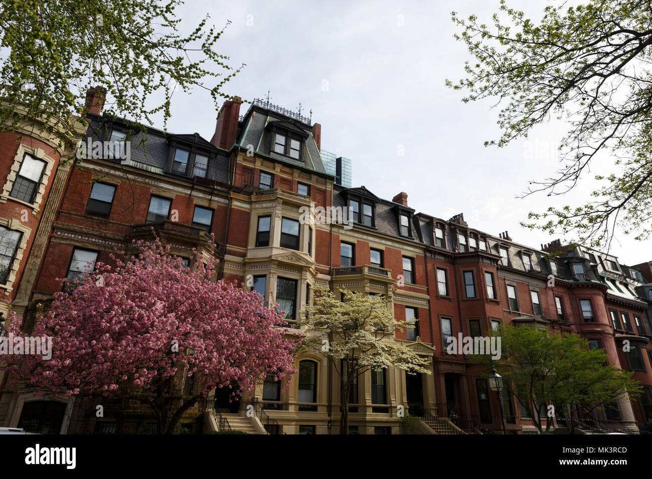 Apartment Buildings flowering trees Commonwealth Avenue Back Bay Boston