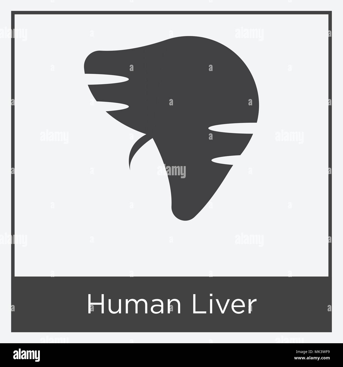 Human Liver icon isolated on white background with gray frame, sign and ...