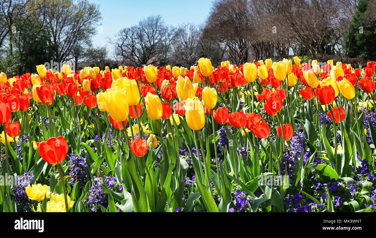 Vivid color of Springtime tulips in texas. Stock Photo
