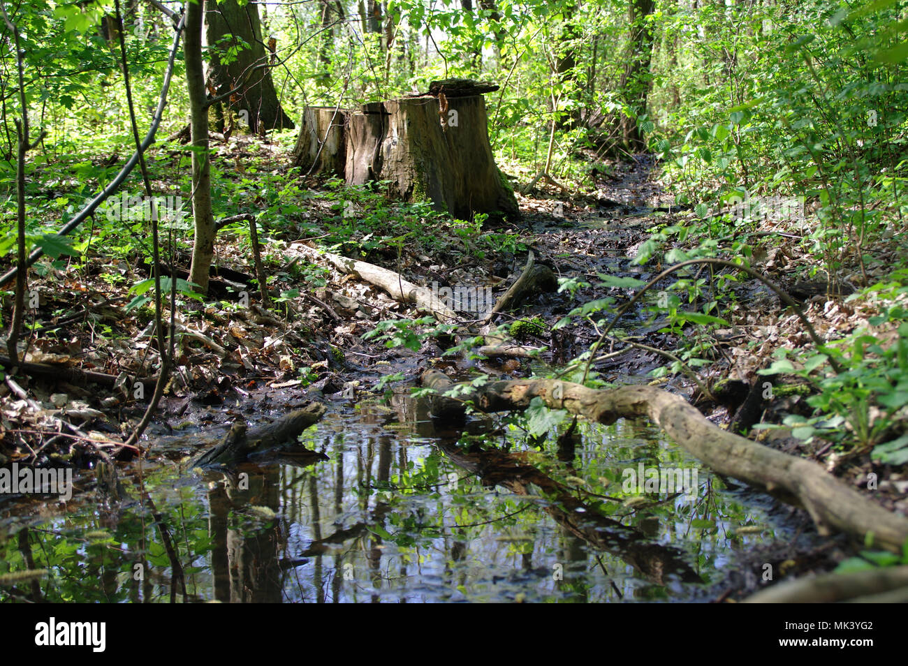 Wetlands. Swampy forest, natural environment and stream between the branches. Natural decay process. Stock Photo