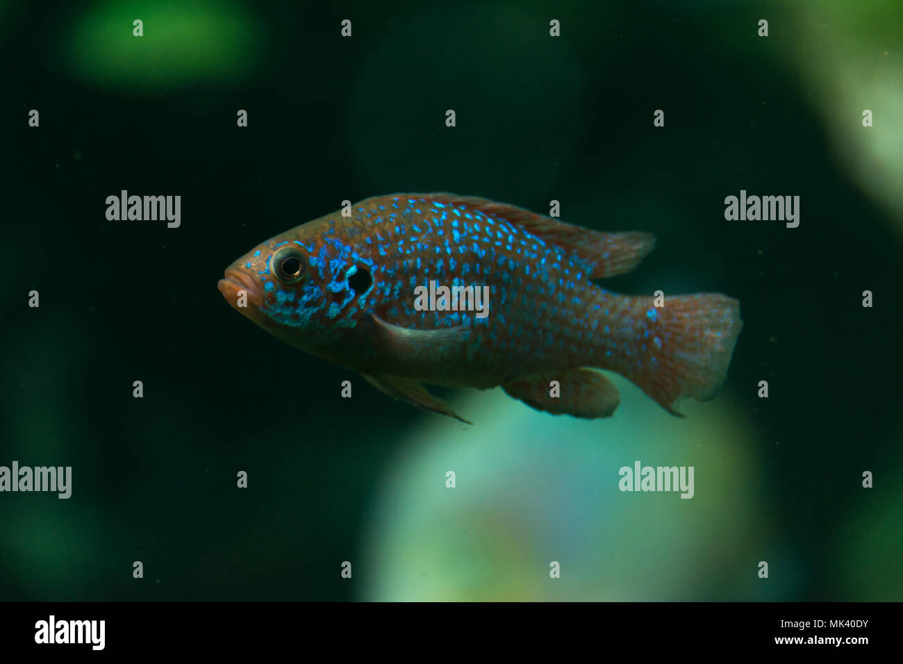 Small brown cichlid fish swimming underwater Stock Photo