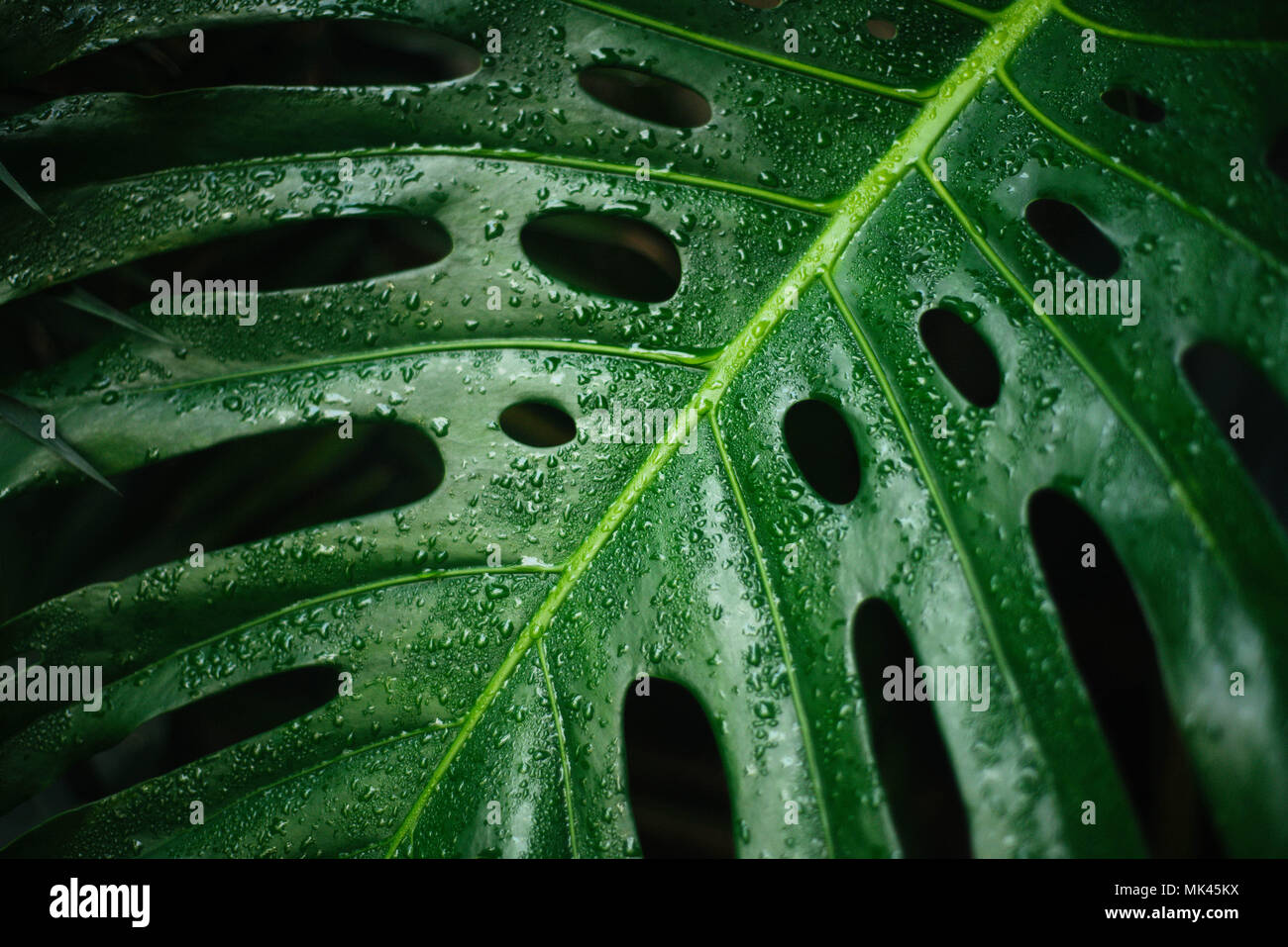 philodendron scandens hängend PHILODENDRON SCANDENS BRASIL online kaufen bei potflourri