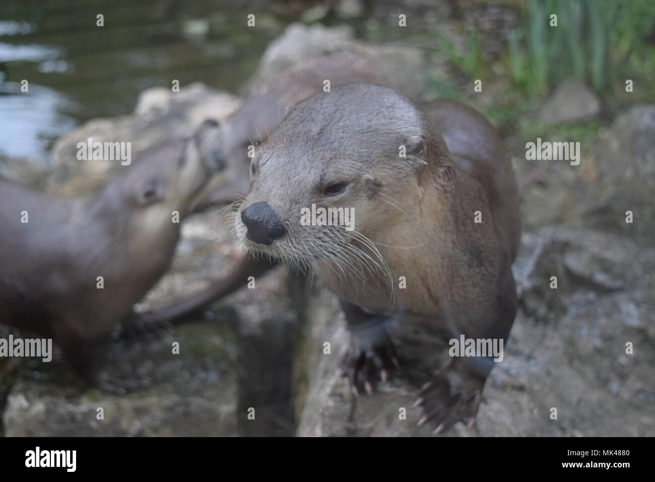 Otter Family On The Bank Of Water Stock Photo 183876448 Alamy