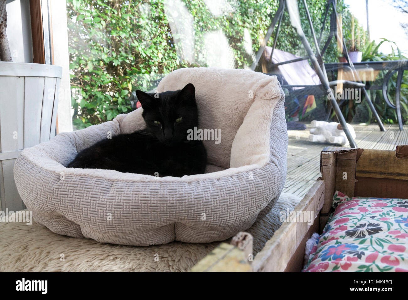 Shiny Black cat lounging in pet bed animal love, family pet, chilling relaxing concept, best life, easy living, loving pets, companions love Stock Photo