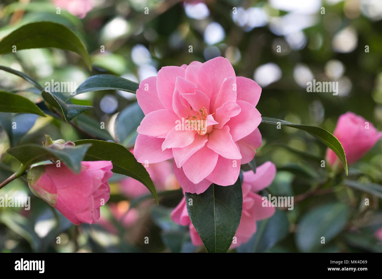 Camellia x williamsii 'Daintiness' flowers. Stock Photo