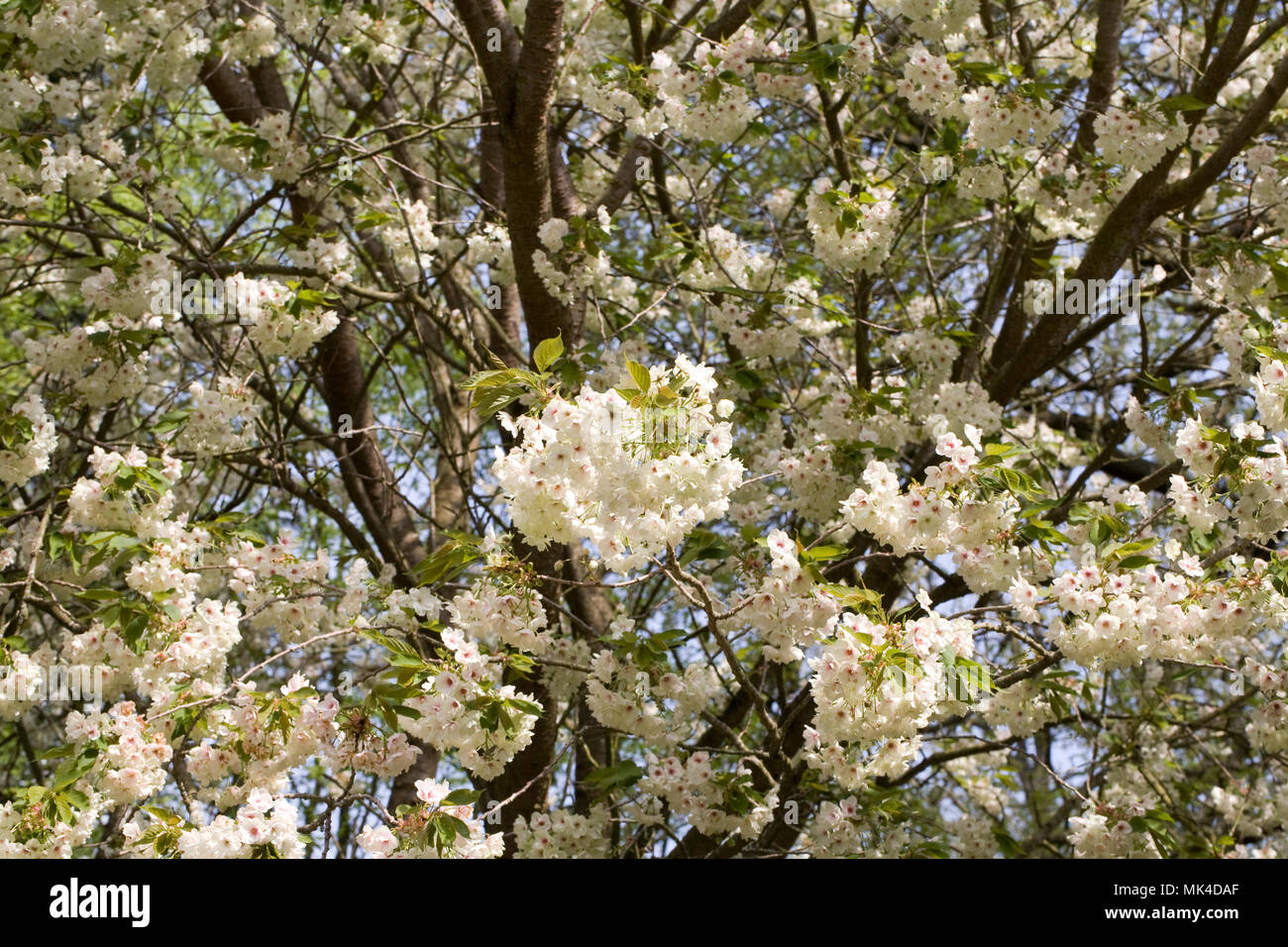 Prunus 'Ukon' blossom. Japanese flowering cherry tree. Stock Photo