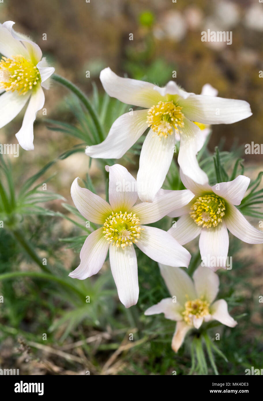 Pulsatilla vulgaris ‘Pearl Bells’. Pasque flowers in the rock garden. Stock Photo
