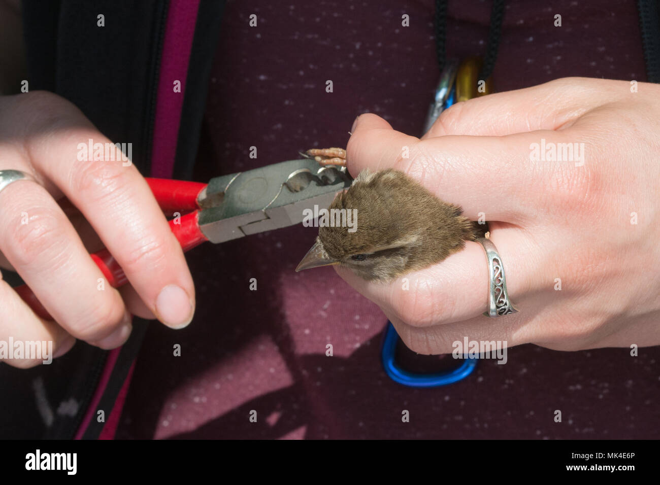 Bird-ringer at work ringing a house sparrow Stock Photo