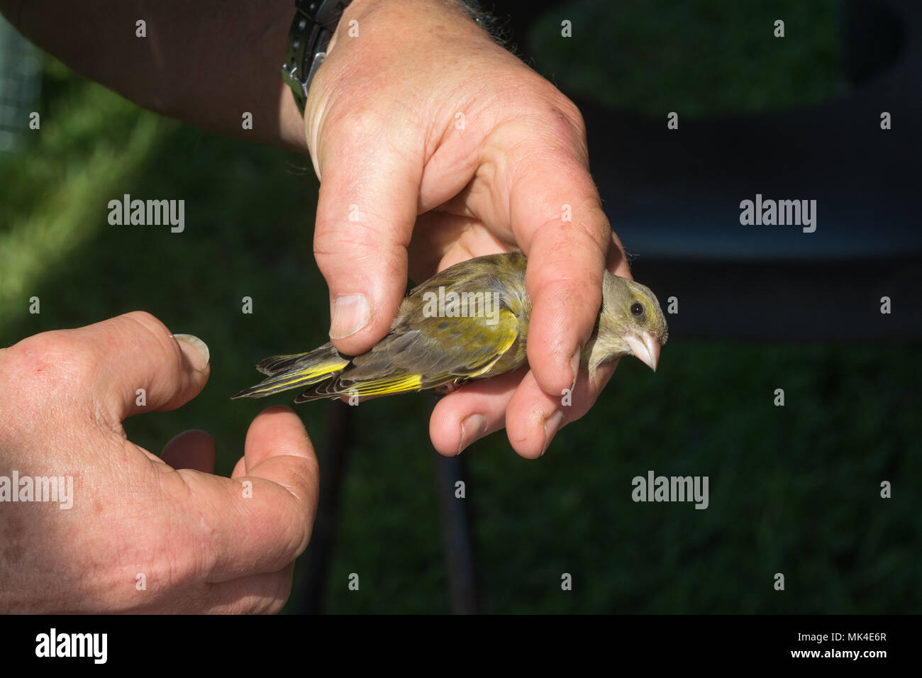 Bird-ringer at work ringing a greenfinch (Chloris chloris) Stock Photo