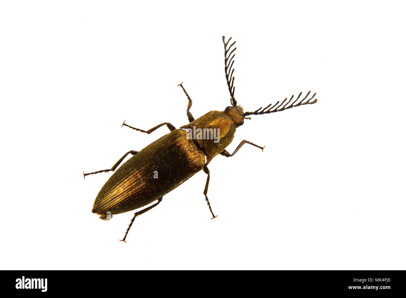 Click beetle (Ctenicera pectinicornis) isolated on a white background ...