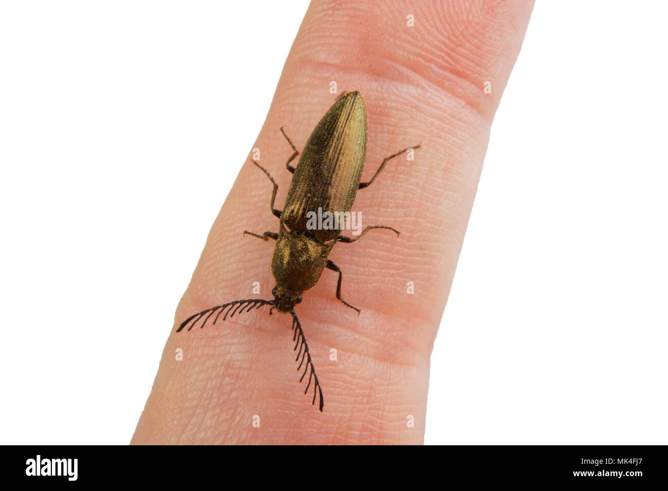 Click beetle (Ctenicera pectinicornis) isolated on a white background Stock Photo