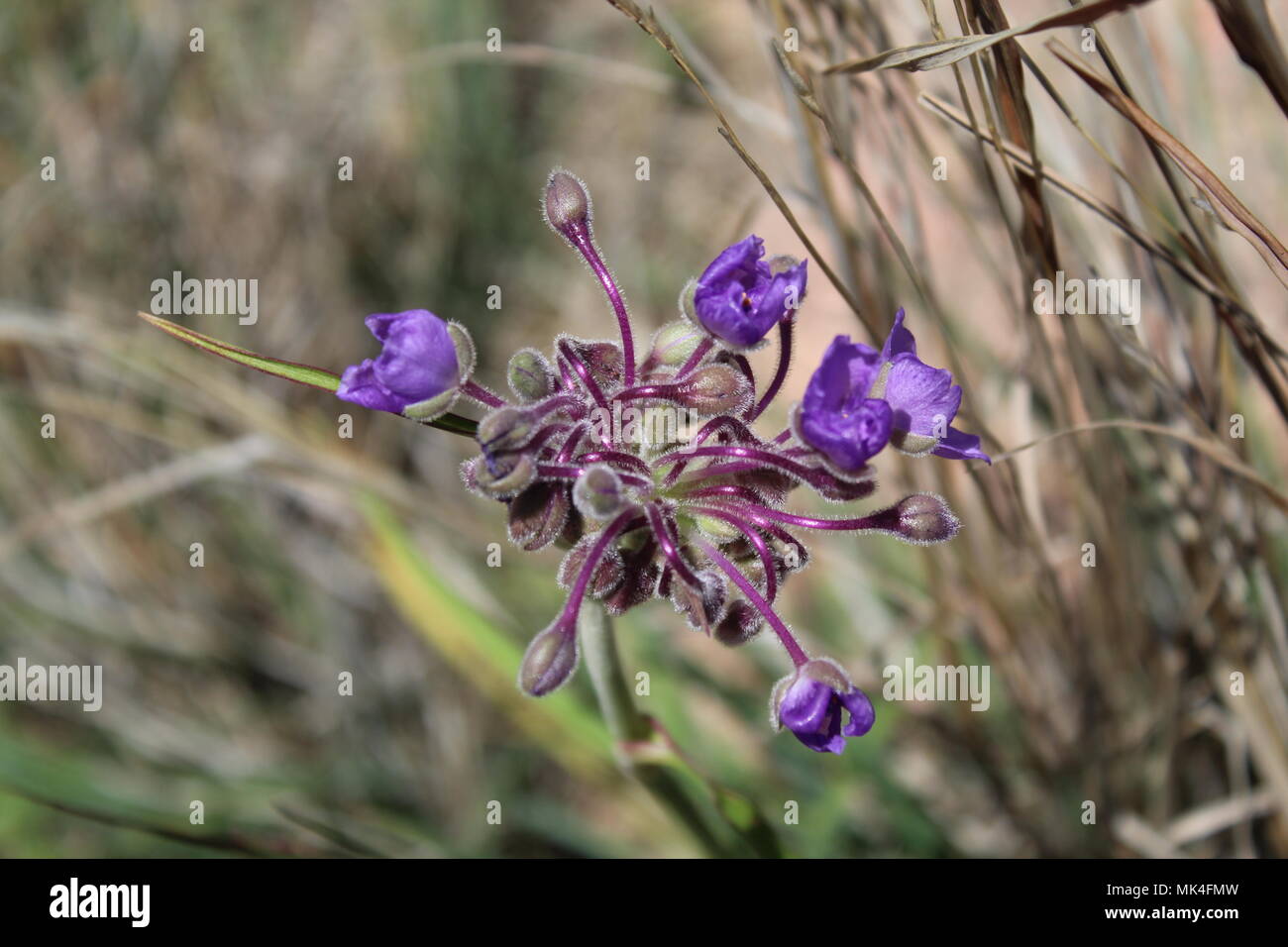 Wildflower lovers hi-res stock photography and images - Alamy