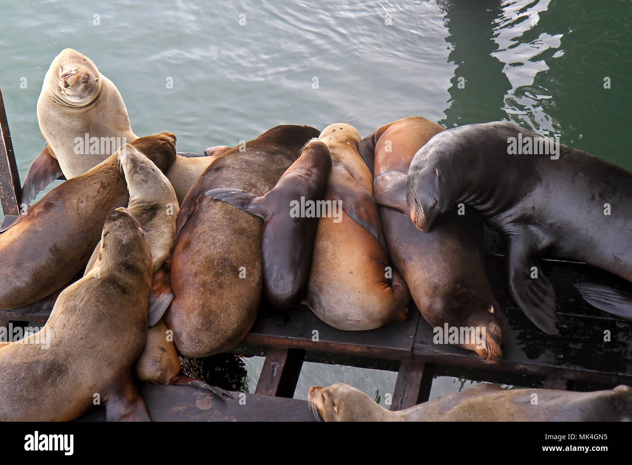 Sea lions, Santa Cruz Wharf, Santa Cruz, California, United States Stock Photo