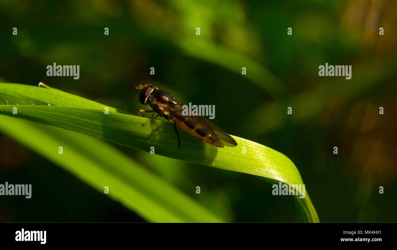 Close ups of the amazing lives and beauty of insects, taken in the