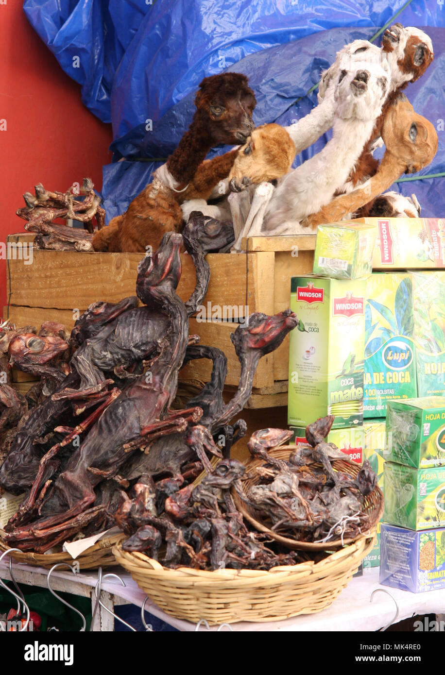 LA PAZ, BOLIVIA - SEPTEMBER 27, 2011: Dried llama fetuses and other goods displayed for sale at a stall in the Witches Market. These llama fetuses are Stock Photo