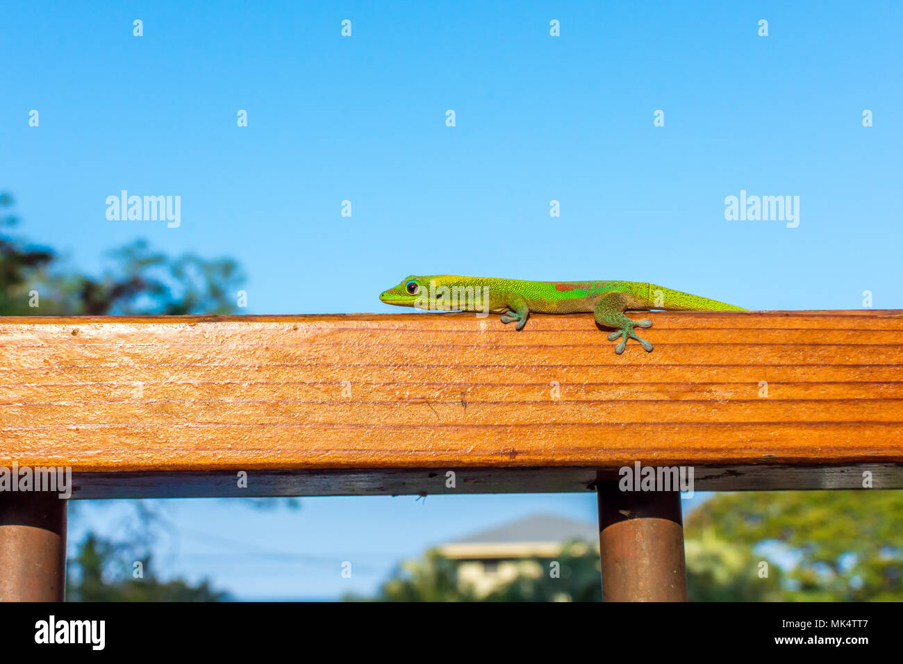 A vibrant green Hawaiian gold dust day gecko perched on a wooden railing, basking in the warm morning sun. Stock Photo