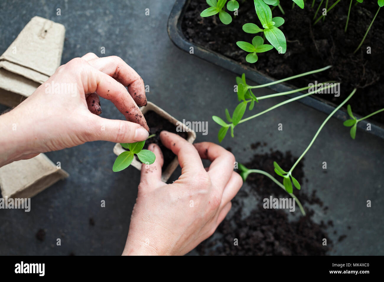 Young seedlings being transplanted from tray to pots Stock Photo