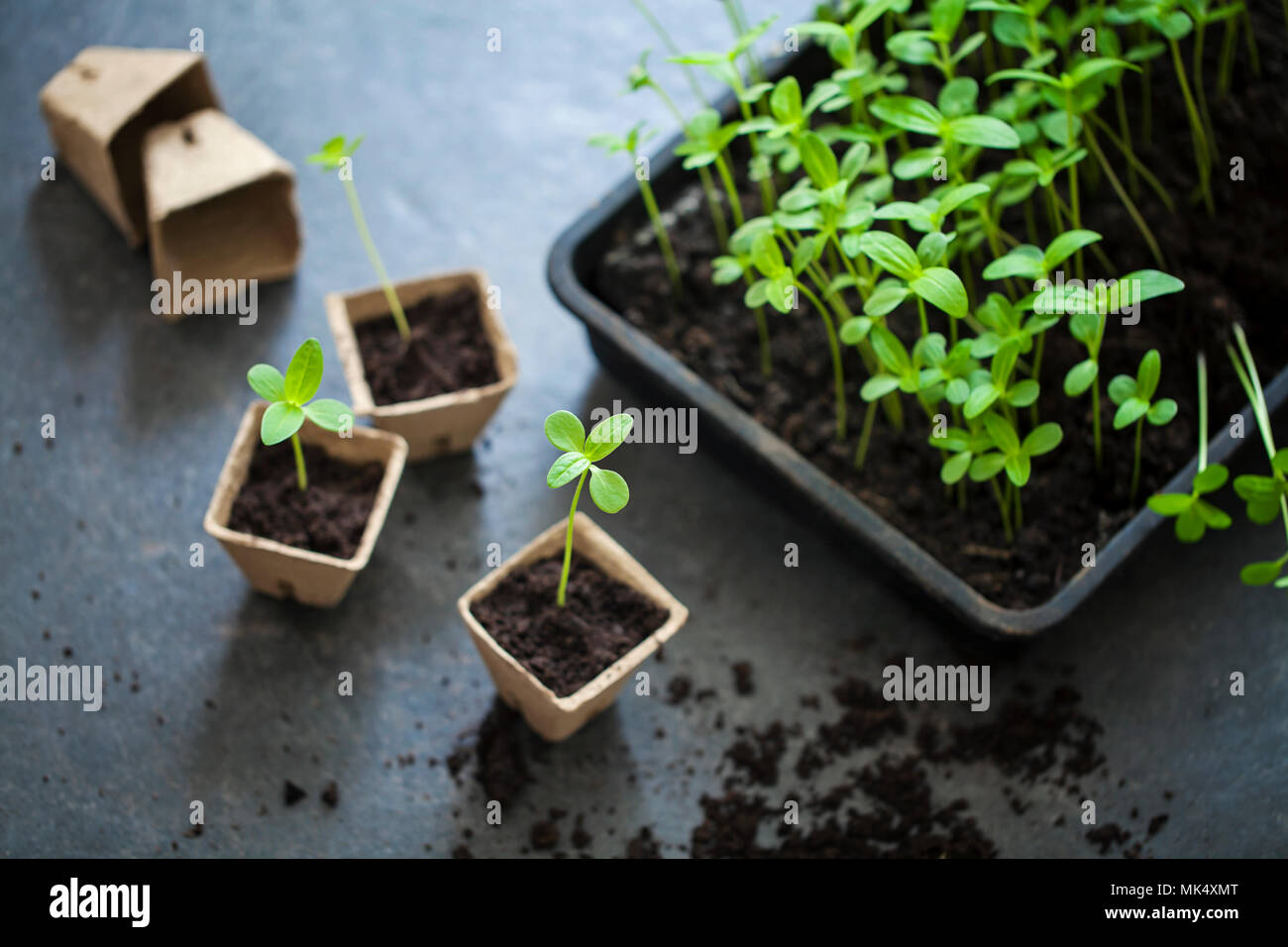 Young seedlings being transplanted from tray to pots Stock Photo