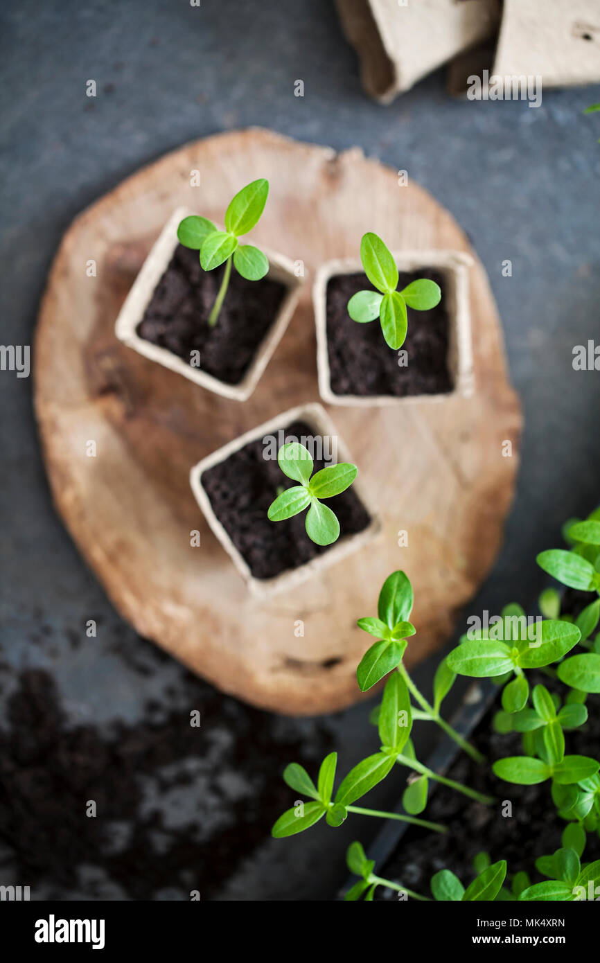 Young seedlings being transplanted from tray to pots Stock Photo