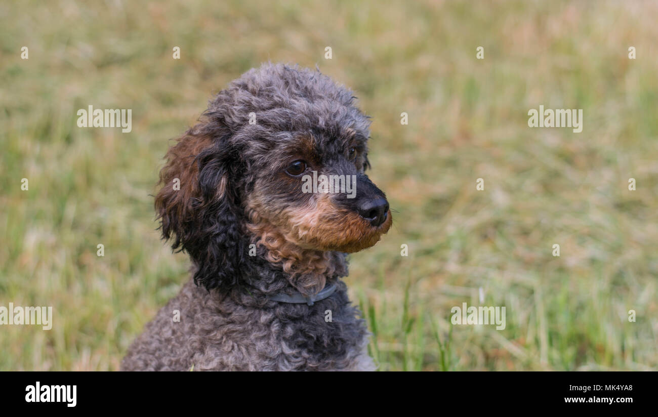 Adorable fluffy Sable Poodle Dog Stock Photo