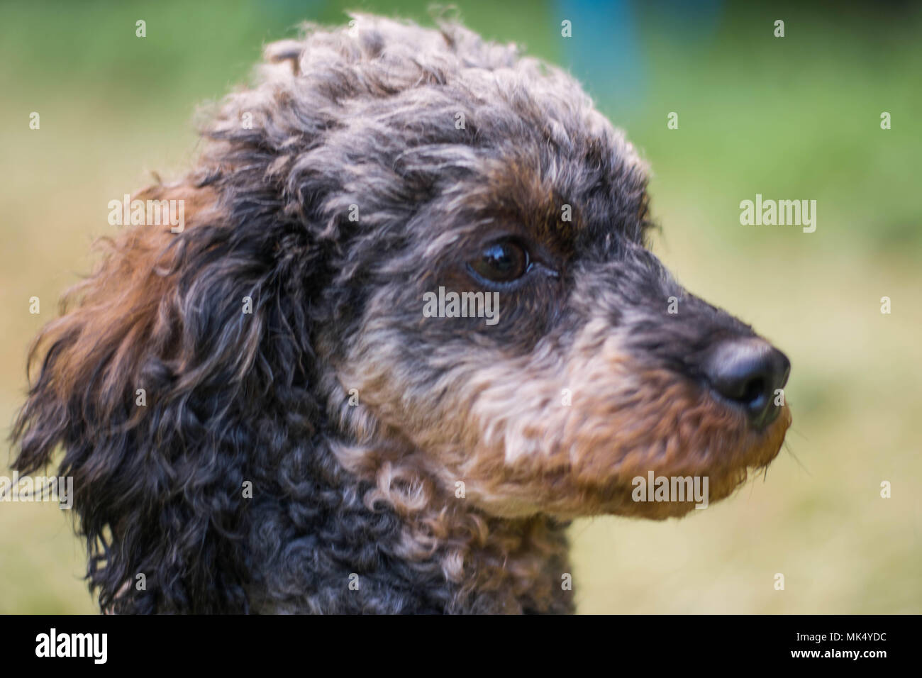 Adorable fluffy Sable Poodle Dog Stock Photo