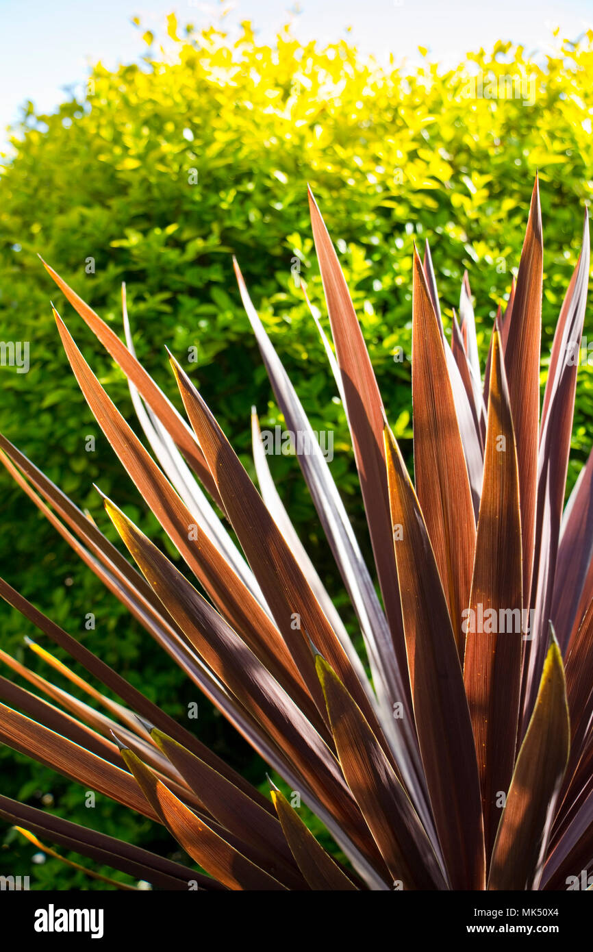 The spiky red leaves of the cordyline plant Stock Photo