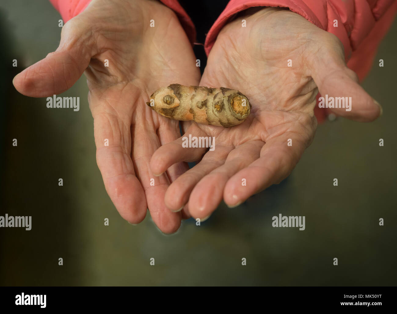 An elderly, gray-haired woman holding fresh turmeric root in her wrinkled hands. Shallow depth of field. Stock Photo