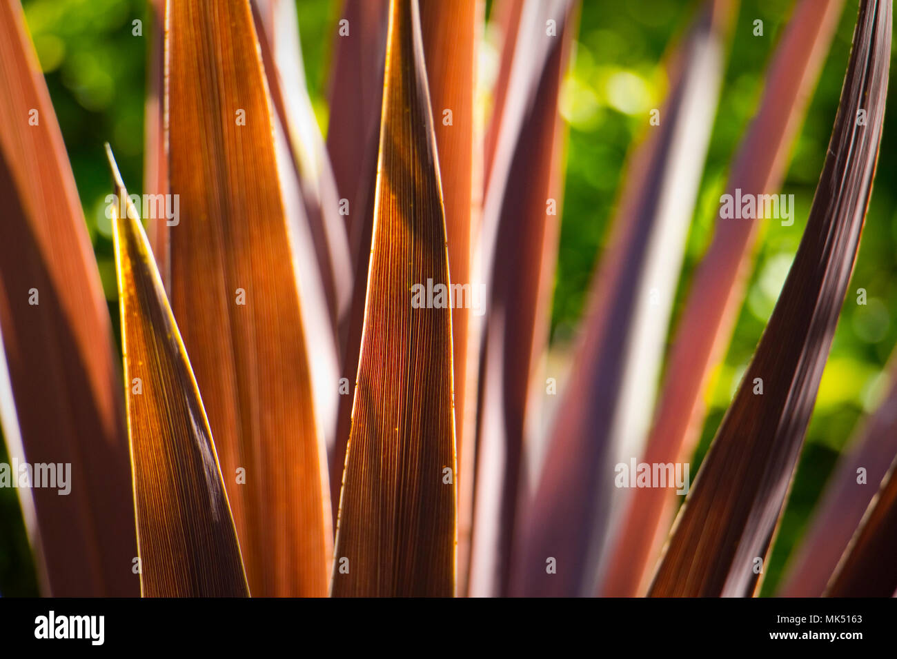 The spiky red leaves of the cordyline plant Stock Photo