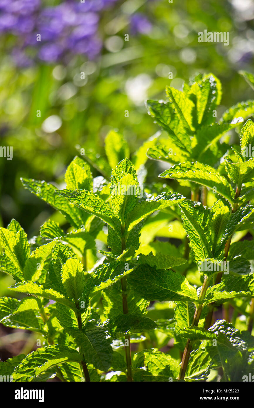 English garden mint hires stock photography and images Alamy