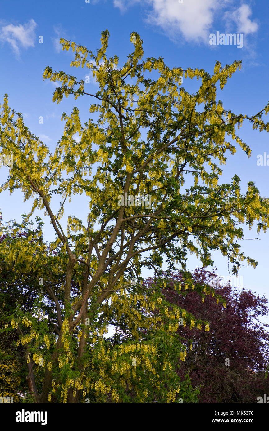 Laburnum - Golden Chain Tree. Stock Photo