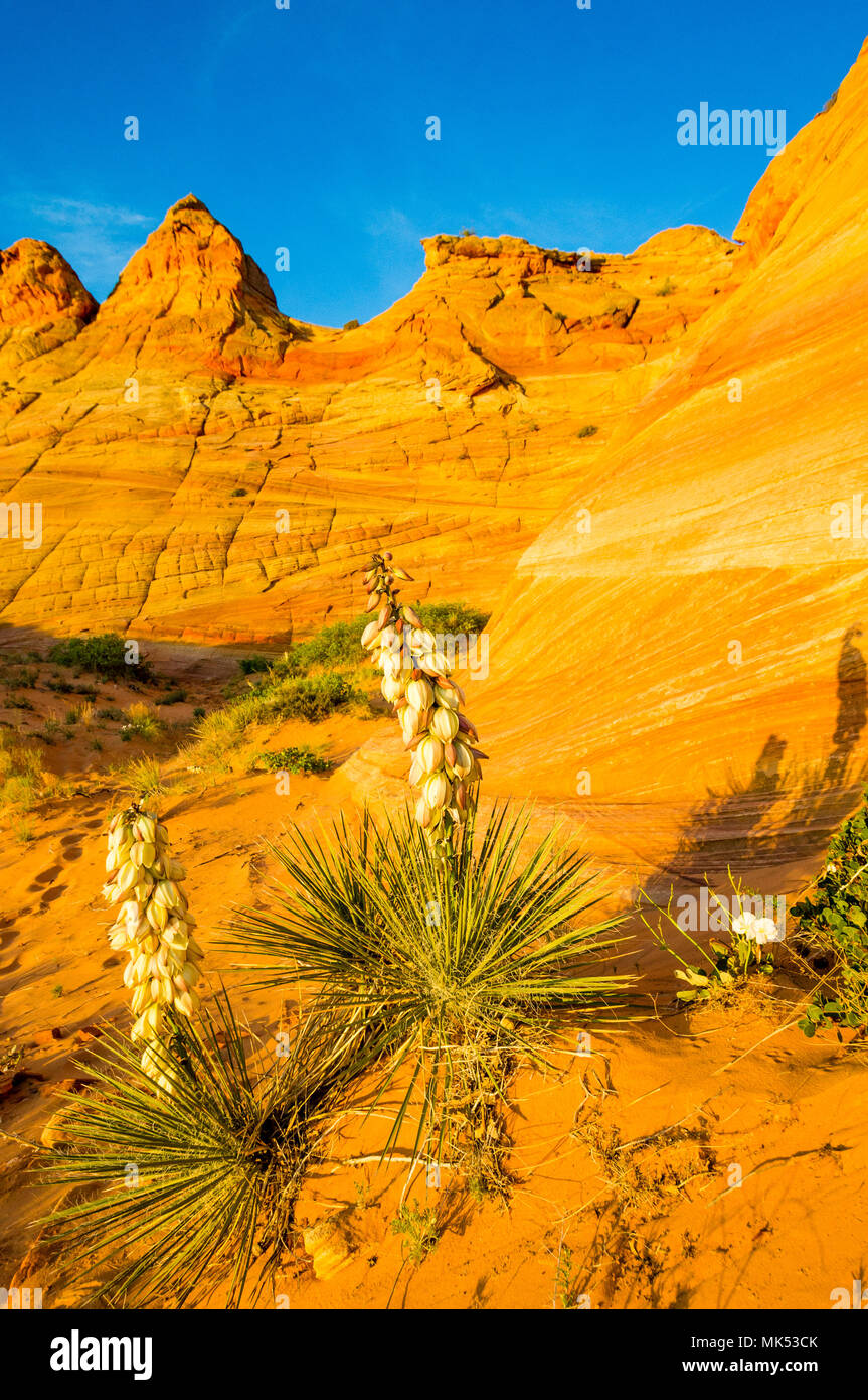 Yucca arizona hires stock photography and images Alamy