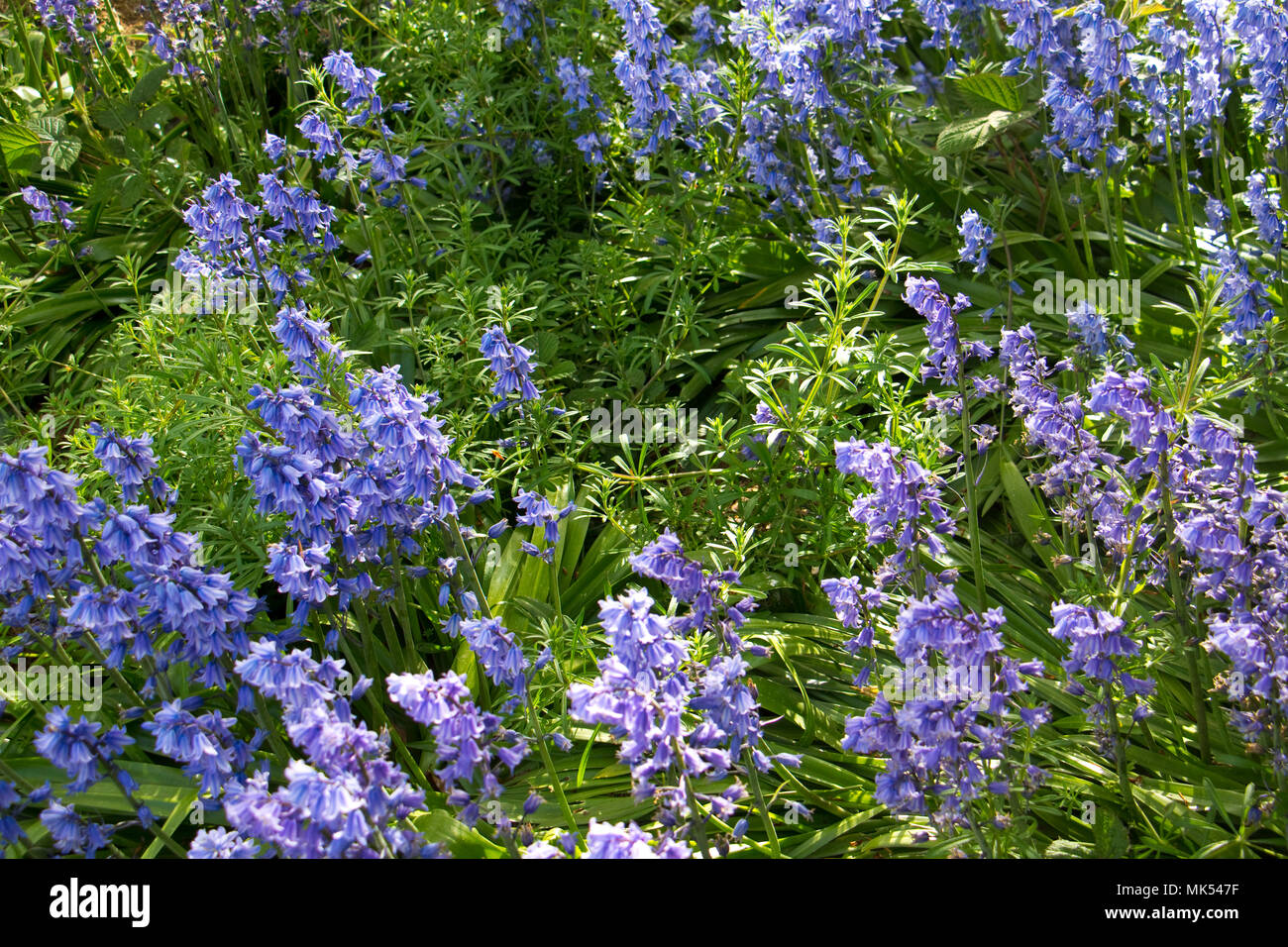 Bluebells in flower with weeds (cleavers) in an English country garden